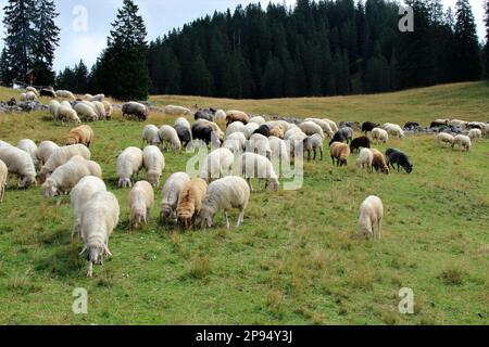 Gregge di pecore a Rehberg, nei monti Karwendel, Germania, Baviera, Werdenfels, Mittenwald Foto Stock