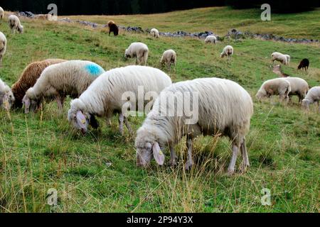 Gregge di pecore a Rehberg, nei monti Karwendel, Germania, Baviera, Werdenfels, Mittenwald Foto Stock