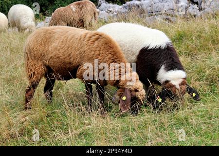 Gregge di pecore a Rehberg, nei monti Karwendel, Germania, Baviera, Werdenfels, Mittenwald Foto Stock