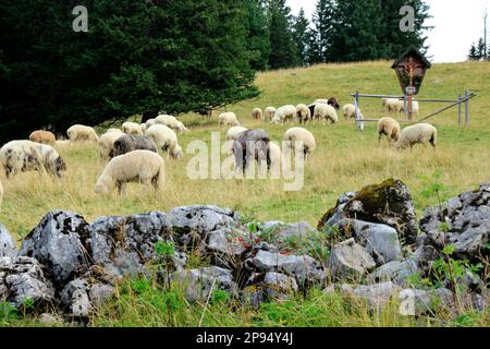 Gregge di pecore a Rehberg, nei monti Karwendel, Germania, Baviera, Werdenfels, Mittenwald Foto Stock