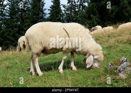 Gregge di pecore a Rehberg, nei monti Karwendel, Germania, Baviera, Werdenfels, Mittenwald Foto Stock