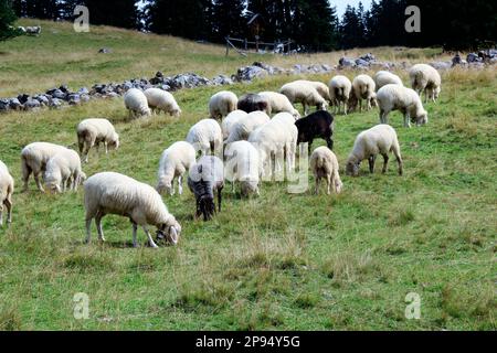 Gregge di pecore a Rehberg, nei monti Karwendel, Germania, Baviera, Werdenfels, Mittenwald Foto Stock