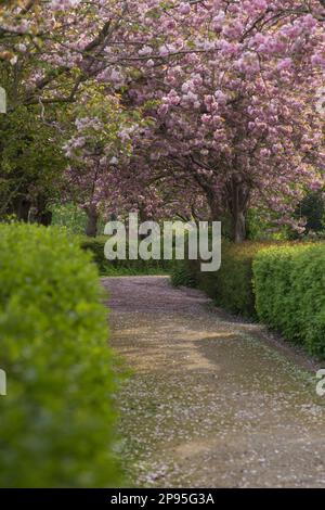 Giardino paesaggio, fiore di ciliegio, rosa, mare di fiori Foto Stock