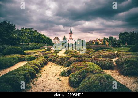 Campo di lavanda in Ungheria, con la chiesa e le case in serata e al tramonto. Fattoria di lavanda vicino a Dörgicsei sul lago Balaton Foto Stock