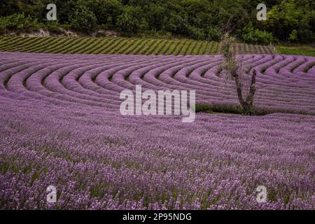 Campo di lavanda in Ungheria, con la chiesa e le case in serata e al tramonto. Fattoria di lavanda vicino a Dörgicsei sul lago Balaton Foto Stock