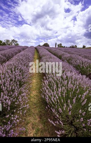 Campo di lavanda in Ungheria, con la chiesa e le case in serata e al tramonto. Fattoria di lavanda vicino a Dörgicsei sul lago Balaton Foto Stock