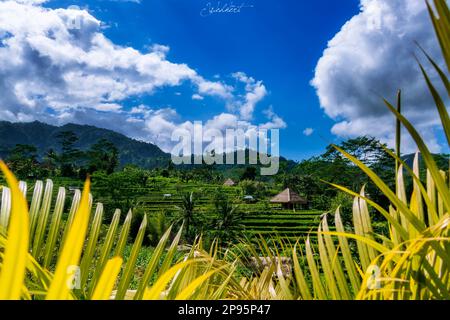 Bali e le sue bellissime risaie a terrazza, paesaggi mozzafiato e natura spettacolare in una vegetazione lussureggiante Foto Stock