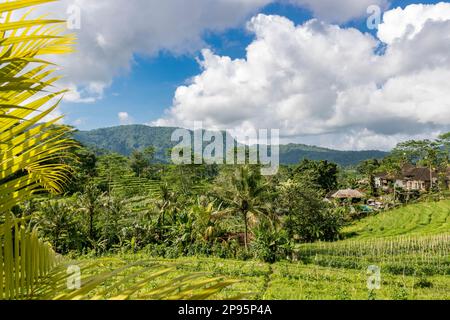 Bali e le sue bellissime risaie a terrazza, paesaggi mozzafiato e natura spettacolare in una vegetazione lussureggiante Foto Stock