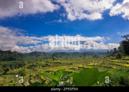 Bali e le sue bellissime risaie a terrazza, paesaggi mozzafiato e natura spettacolare in una vegetazione lussureggiante Foto Stock