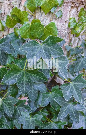 Ivy con hoarfrost Foto Stock