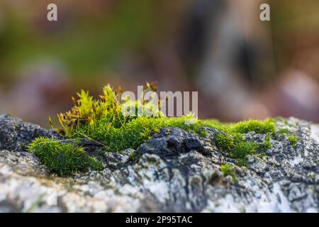 Sporopytes di muschio di maidenhair dorato con i corpi fruttanti, Polytrichum comune con le capsule di spore, primo piano. Foto Stock