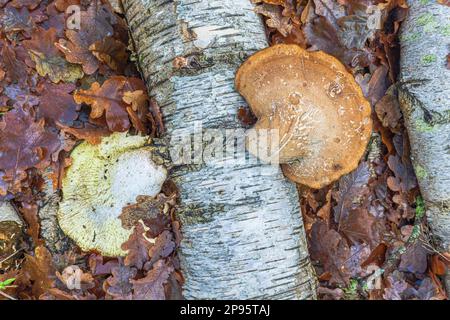 Betulla porling su legno morto Foto Stock