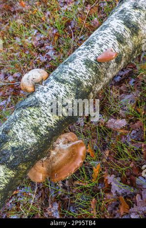 Betulla porling su legno morto Foto Stock