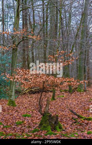 Transitoria e nuova vita, la foresta di faggio da legno vecchio cresce nuovo Foto Stock