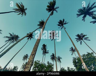 Palme in spiaggia e paradiso tropicale dell'isola Foto Stock