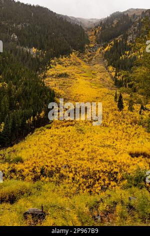 Il fogliame di caduta che cresce sopra la precedente valanga di scivolo Disney vicino a Empire Colorado Foto Stock