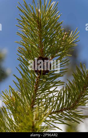 Cono di pino che cresce su un ramo di pino Foto Stock