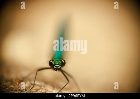 Primo piano della testa della libellula con sfondo luminoso sfocato Foto Stock