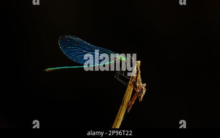 Una libellula siede su un bastone con uno sfondo nero Foto Stock