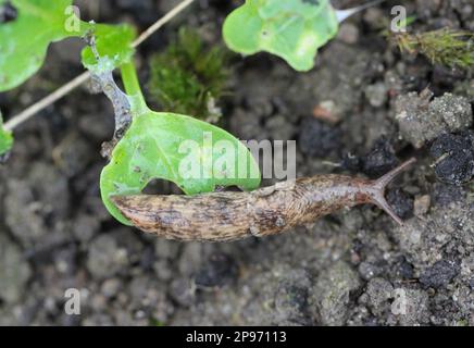 Una lumaca senza crusche, slug mangiare verdure giovani, germogliare ravanello in primavera in un orto. Foto Stock