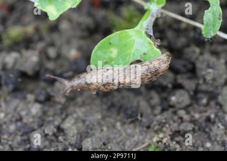 Una lumaca senza crusche, slug mangiare verdure giovani, germogliare ravanello in primavera in un orto. Foto Stock