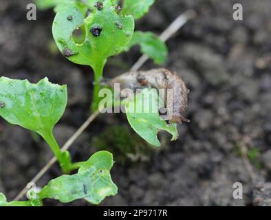 Una lumaca senza crusche, slug mangiare verdure giovani, germogliare ravanello in primavera in un orto. Foto Stock