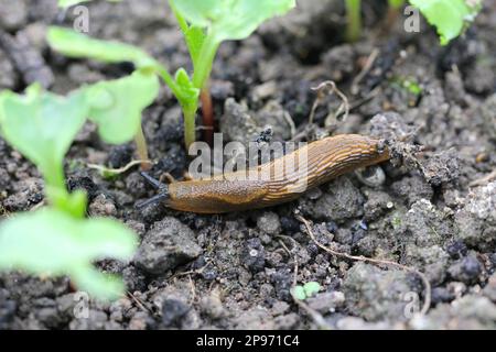 Una lumaca senza crusche, slug mangiare verdure giovani, germogliare ravanello in primavera in un orto. Foto Stock