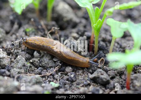 Una lumaca senza crusche, slug mangiare verdure giovani, germogliare ravanello in primavera in un orto. Foto Stock