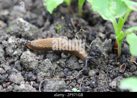 Una lumaca senza crusche, slug mangiare verdure giovani, germogliare ravanello in primavera in un orto. Foto Stock