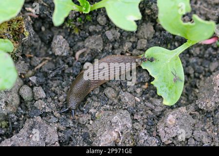 Una lumaca senza crusche, slug mangiare verdure giovani, germogliare ravanello in primavera in un orto. Foto Stock