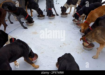 Pirena. Corsa di cani da slitta nei Pirenei passando per la Spagna, Andorra e France.Dogs mangiare. Baqueira Beret. Provincia di Lleida. Catalogna. Spagna Foto Stock