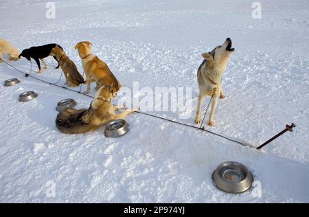 Pirena. Sled Dog Race nei Pirenei passando attraverso la Spagna, Andorra e la Francia. Baqueira Beret. Provincia di Lleida. La Catalogna. Spagna Foto Stock