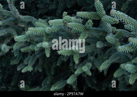 Particolare dell'albero di Pinsapo, (Abies pinsapo), nel Parco Nazionale della Sierra de las Nieves, Malaga, Spagna Foto Stock