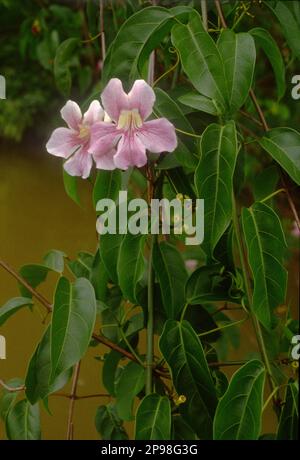 Cydista aequinoctialis (famiglia: Bignoniaceae), una liana nella foresta pluviale tropicale sulle rive del rio Maiguari, estuario amazzonico, Pará Stato, Brasile. Foto Stock