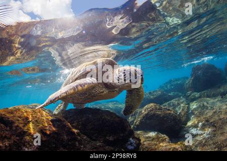 Una tartaruga di mare verde, Chelonia mydas, una specie in via di estinzione, cerca le shallows al largo di Maui ovest, Hawaii per le alghe su cui mangiare. Foto Stock