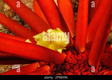 Il pesce rana di questo giovane Commerson, Antennarius commersoni, è lungo appena un pollice ed è raffigurato su un riccio di mare a matita di ardesia, Heterocentrotus mammill Foto Stock