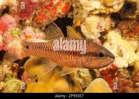 La cangiante, cardinalfish Apogon kallopterus, raggiunge i 6 cm di lunghezza ed è il più comune di questa famiglia nelle Hawaii. Foto Stock