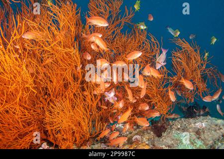 Diversi anthias scalefin maschili, Pseudanthias squamipinnis, stanno tenendo un occhio da vicino su un harem di femmine intorno ad un albero di corallo nero, Antipathes dic Foto Stock