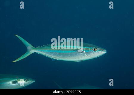 Il Rainbow Runner, Elagatis bipinnulata, si trova in grandi scuole che viaggiano nei primi 100 piedi della colonna d'acqua. Questa specie è riportata Foto Stock