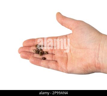 Semi di mela isolato, Gruppo semi di mele in mano su sfondo bianco Vista dall'alto Foto Stock