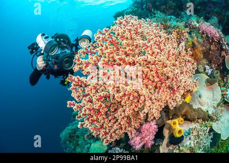 Un fotografo (MR) linee con una reflex in un alloggiamento con un obiettivo macro per sparare soft coral dettaglio, Indonesia. Foto Stock