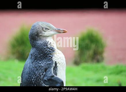 Penguin chic nel giusto profilo - Nuova Zelanda Foto Stock