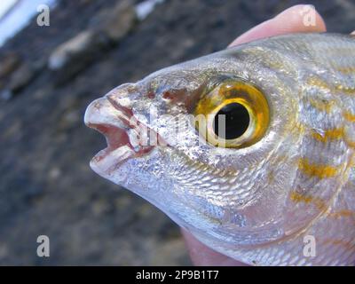 La salpa di Sarpa, conosciuta comunemente come il pesce da sogno, il salema, il porgy del salema, l'orata della mucca o la linea d'oro, è una specie dell'orata del mare. Foto Stock