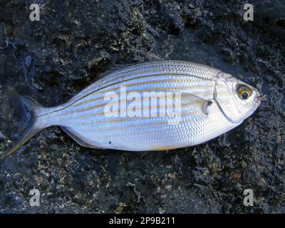 La salpa di Sarpa, conosciuta comunemente come il pesce da sogno, il salema, il porgy del salema, l'orata della mucca o la linea d'oro, è una specie dell'orata del mare. Foto Stock