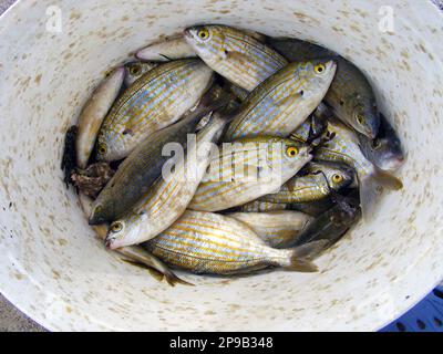 La salpa di Sarpa, conosciuta comunemente come il pesce da sogno, il salema, il porgy del salema, l'orata della mucca o la linea d'oro, è una specie dell'orata del mare. Foto Stock