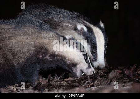 Chiusura di due badge. La fotografia si concentra sulle teste dei due animali mentre si foraggiano per il cibo. Le teste sono molto vicine Foto Stock