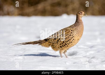 Female Pheasant nella neve d'inverno, Regno Unito Foto Stock