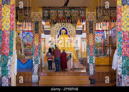 Pregando, nel monastero Namgyal,nel complesso Tsuglagkhang. McLeod Ganj Dharamsala, Himachal Pradesh, India, Asia Foto Stock