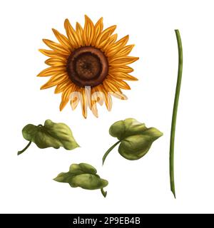 Un set per la creazione di girasoli giallo brillante. Illustrazione digitale. Per la progettazione, l'imballaggio, i tessuti, la carta, le cartoline e la stampa. Foto Stock