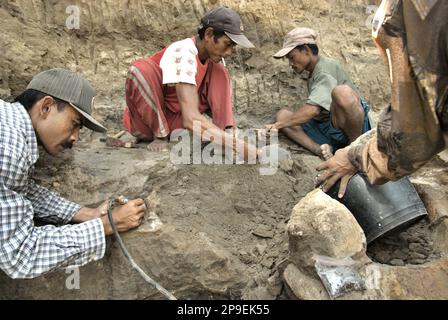 Il paleontologo Iwan Kurniawan (a sinistra) sta lavorando con gli abitanti del villaggio sullo scavo di ossa fossili di una specie di elefante estinta scientificamente identificata come Elephas hysudrindicus, o popolarmente chiamata 'elefante di Blora', a Sunggun, Mendalem, Kradenan, Blora, Giava centrale, Indonesia. Il team di scienziati dalla ricerca di vertebrati (Agenzia Geologica, Ministero indonesiano dell'energia e delle risorse minerali) guidato da Kurniawan stesso con Fachroel Aziz ha scoperto le ossa della specie quasi interamente (circa il 90% completo) che in seguito avrebbe permesso loro di costruire una ricostruzione scientifica,... Foto Stock